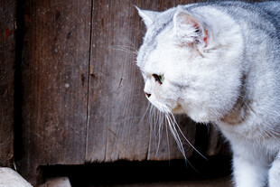 窗边银渐层猫咪侧影