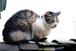 窗边猫咪专注望向远方