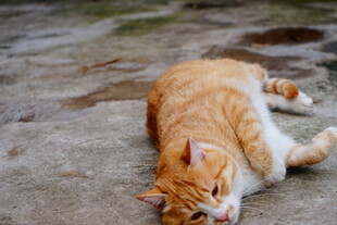 橘猫惬意躺地