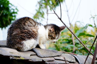 屋顶上的猫咪