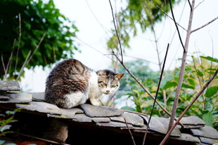 庭院中休憩的可爱猫咪