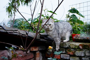 灰猫立于石墙绿植间