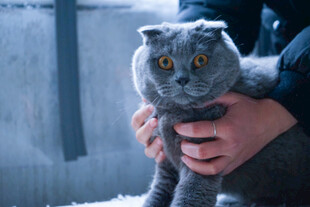 被人捧抱的可爱灰猫