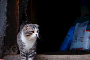 门口的灰白花纹猫咪