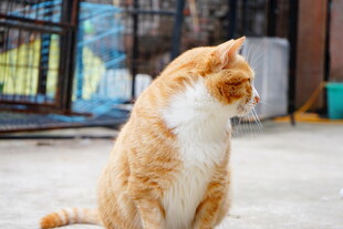 橘猫坐地扭头望景