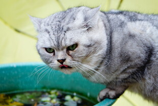 灰猫探身望鱼缸