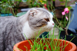 灰猫嗅闻盆中嫩绿青草