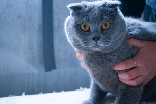 雪地中被捧起的灰蓝猫咪