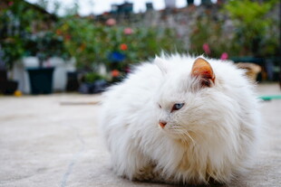 白毛猫咪户外悠闲姿态