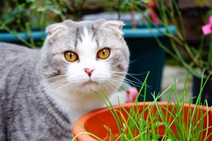 灰猫嗅闻盆中嫩绿青草