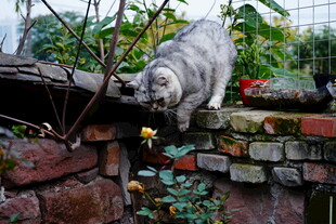 石墙上的灰猫赏绿植