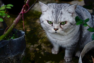 灰毛猫咪于绿植旁的模样