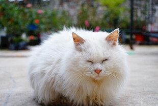 慵懒白毛猫户外休憩