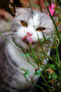 折耳猫嗅闻绿植