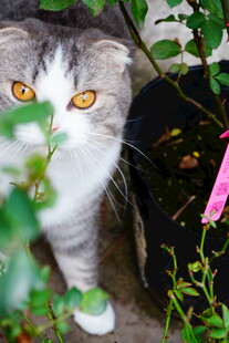 草丛中的好奇猫咪