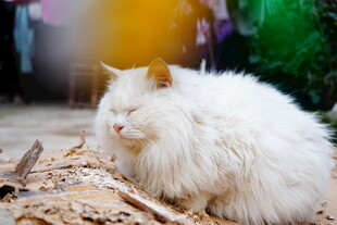 白毛猫咪静卧木堆旁