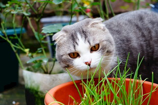 灰猫探身于绿植红盆间