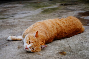 橘猫惬意躺地酣睡