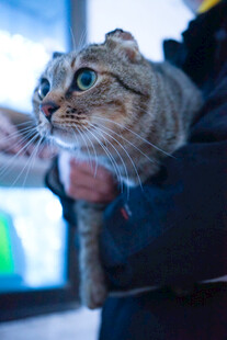 被抱猫咪好奇望向上方