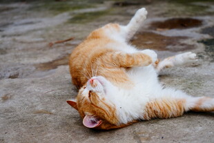 橘白猫咪惬意躺地玩耍