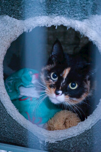 圆洞中的三色猫咪