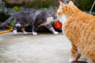 两只猫咪对视瞬间