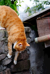 橘猫于石墙边专注探爪