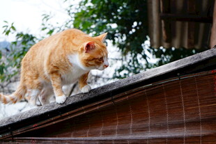 屋顶上的橘猫