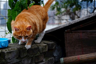 橘猫在石墙上低头观察