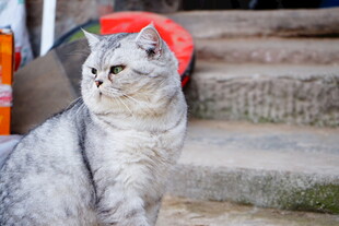 戴红帽的可爱灰猫