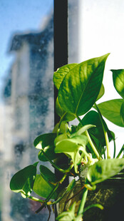 窗边绿萝生机盎然
