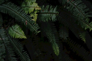 茂密蕨类植物特写