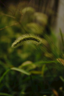 嫩绿狗尾草特写