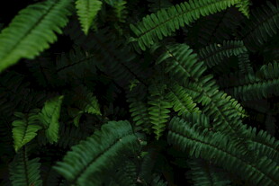 翠绿蕨类叶片特写