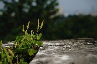 石缝中生长的顽强绿植