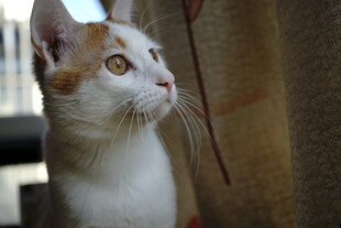 窗边可爱猫咪抬头凝望