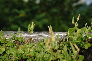 木栏上的翠绿植物