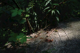 林间光影下的绿植与落叶