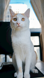 端坐的白色猫咪