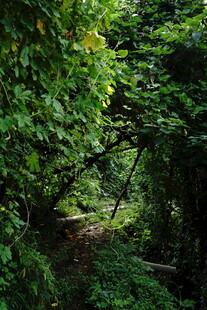 林间幽径 绿意盎然