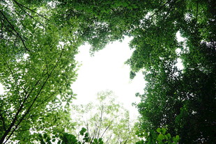 仰视茂密丛林树冠