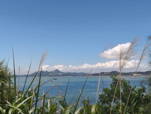海边景致绿植映衬碧海蓝天