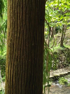 林间树干与潺潺溪流