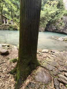 溪边大树下的自然景致