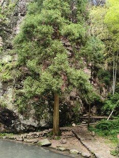 山林间的挺拔树木