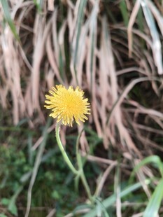 草丛中的黄色蒲公英花