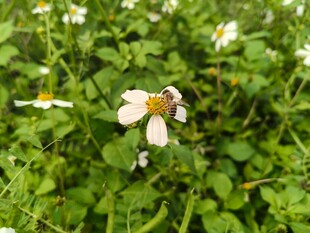 蜜蜂采蜜于白色小花间