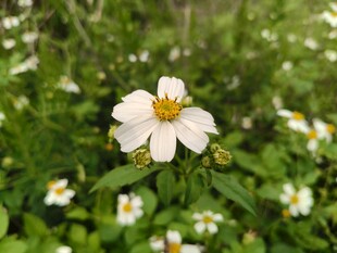 田野中的白色小花