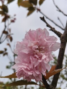 娇艳粉色樱花绽放枝头