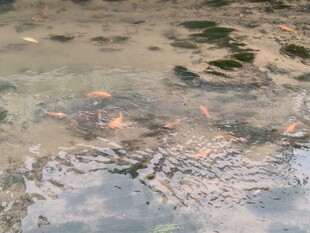 水中游动的多彩小鱼